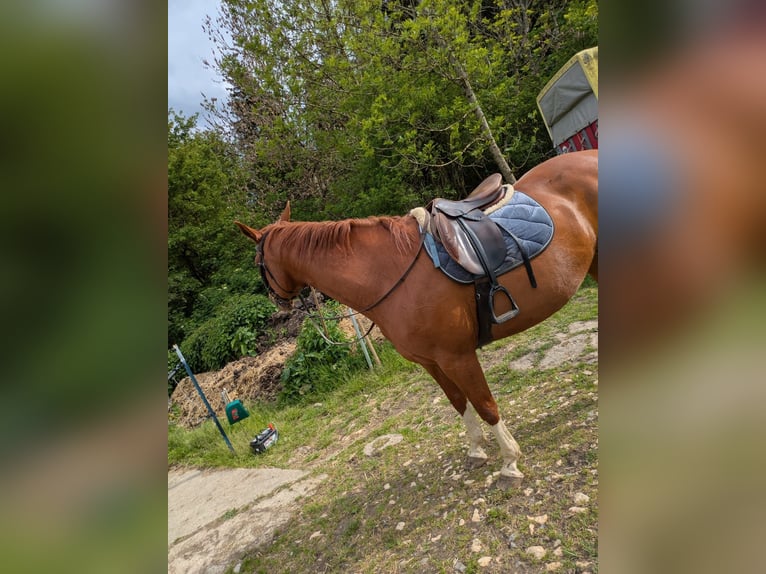 Small German riding horse Mix Mare 8 years 15.2 hh Chestnut-Red in Balingen