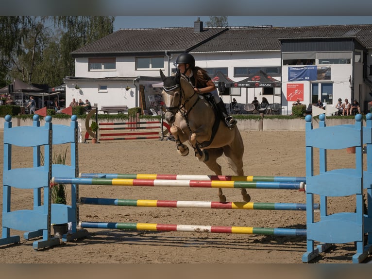 Small German riding horse Mare 8 years 15 hh Palomino in Dörth
