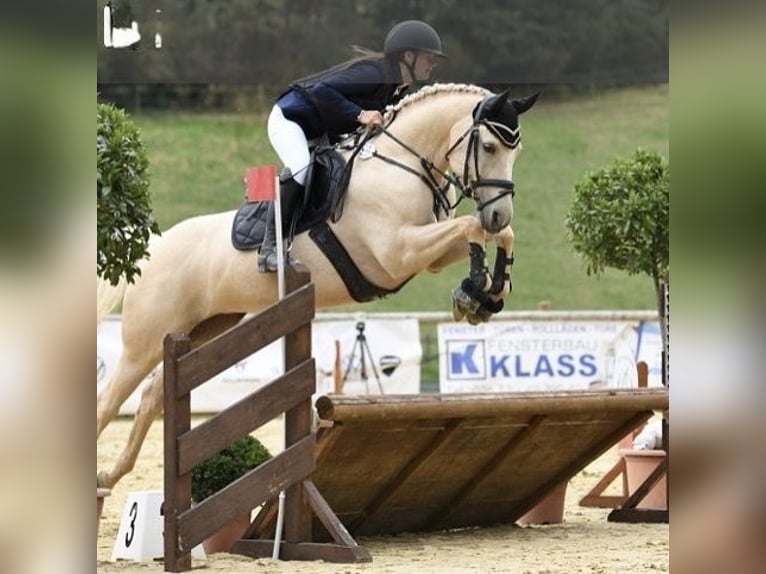 Small German riding horse Mare 8 years 15 hh Palomino in Dörth