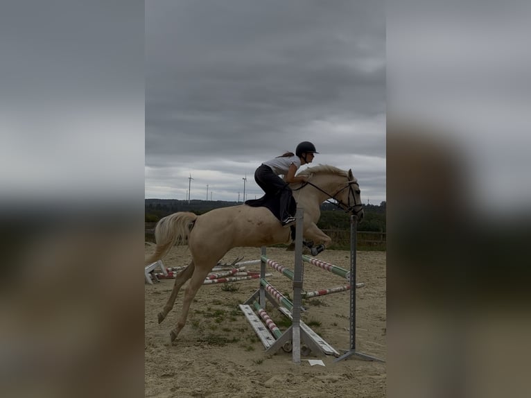 Small German riding horse Mare 8 years 15 hh Palomino in Dörth
