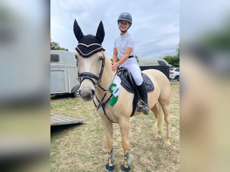 Small German riding horse Mare 8 years 15 hh Palomino in Dörth