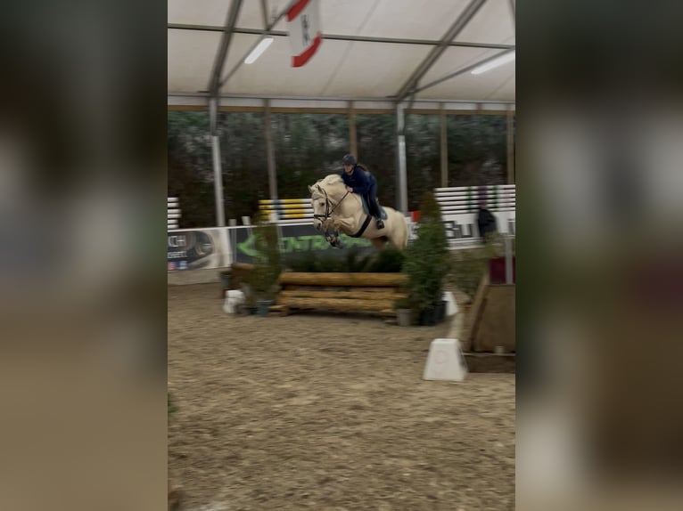 Small German riding horse Mare 8 years 15 hh Palomino in Dörth