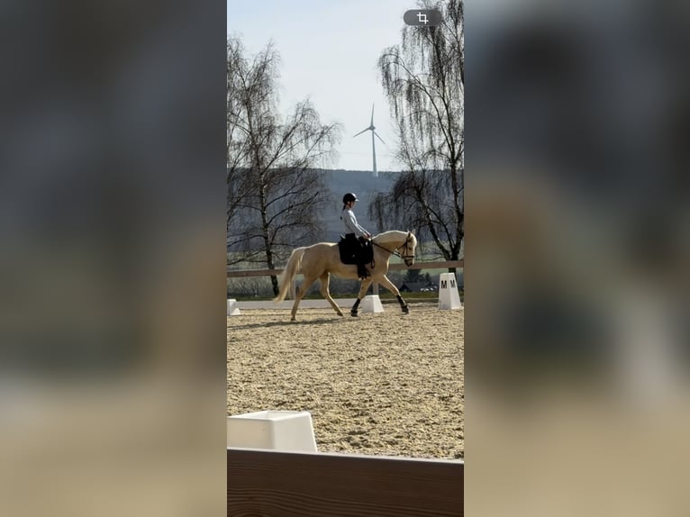 Small German riding horse Mare 8 years 15 hh Palomino in Dörth