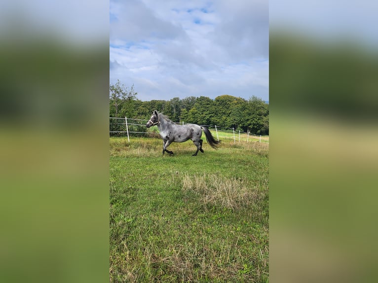 Small German riding horse Mare 9 years 13,2 hh Roan-Blue in Charlottenberg