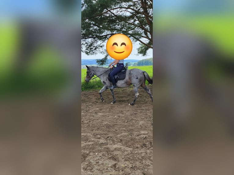 Small German riding horse Mare 9 years 13,2 hh Roan-Blue in Charlottenberg