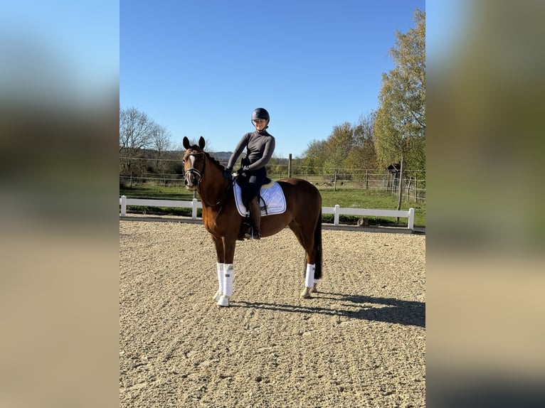 Small German riding horse Mare 9 years 15,1 hh Chestnut-Red in Hülben