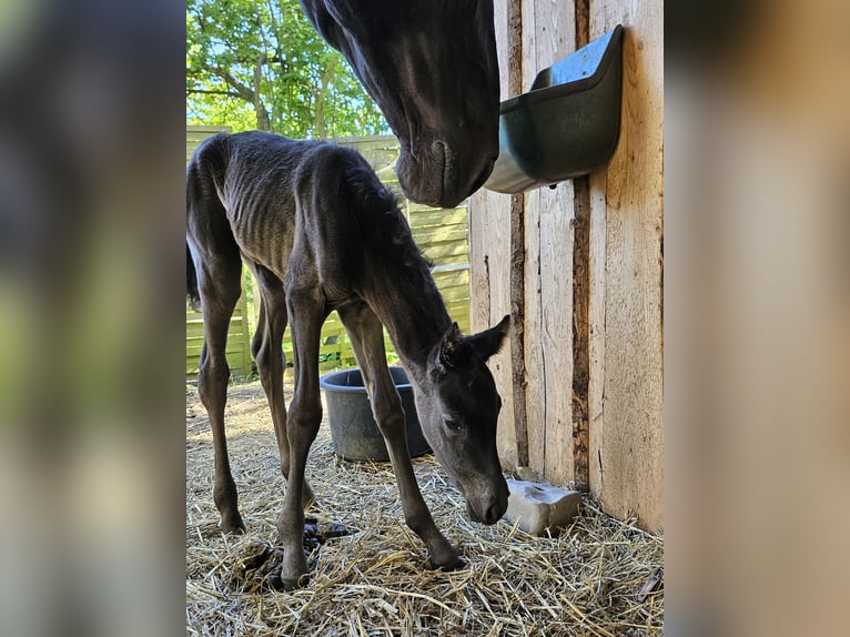 Small German riding horse Mare Foal (05/2024) 12,1 hh Black in Niepars