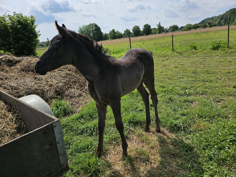 Small German riding horse Mare Foal (05/2024) 12,1 hh Black in Niepars