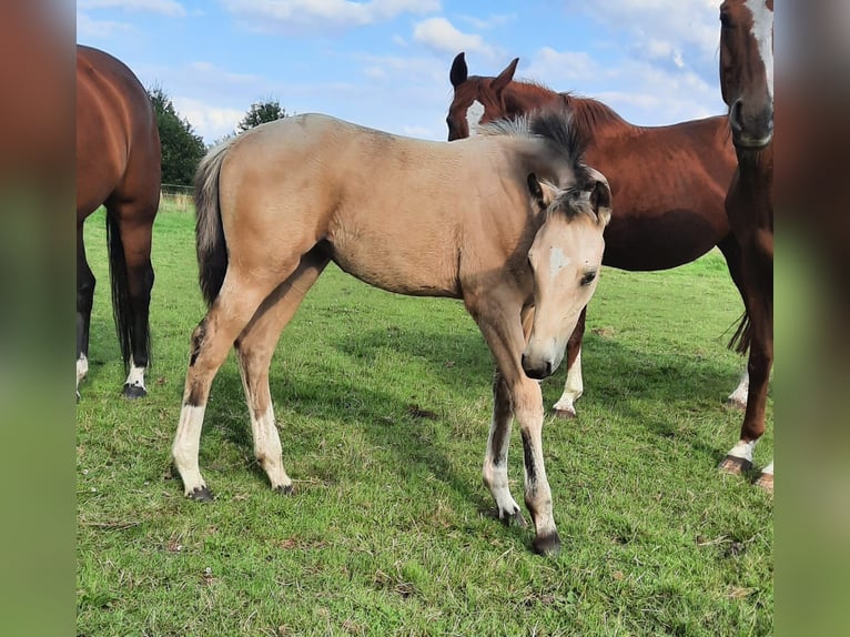 Small German riding horse Mare Foal (05/2024) 15,1 hh Buckskin in Drentwede