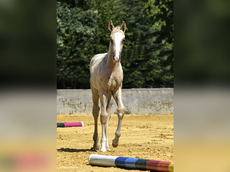 Small German riding horse Mare Foal (06/2023) 15,2 hh Palomino in Bad Sachsa