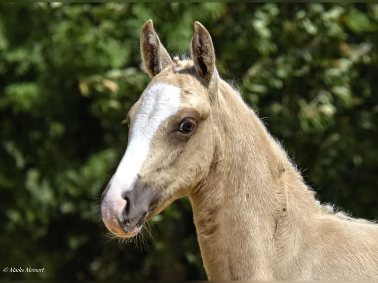 Small German riding horse Mare Foal (06/2023) 15,2 hh Palomino in Bad Sachsa