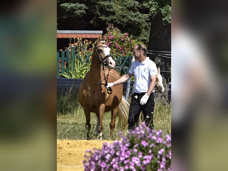 Small German riding horse Mare Foal (06/2023) 15,2 hh Palomino in Bad Sachsa