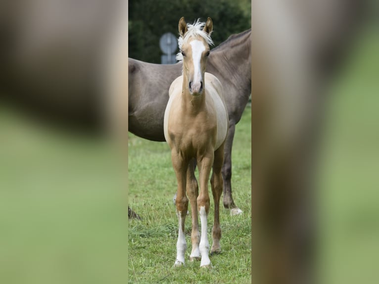 Small German riding horse Mare Foal (06/2023) 15,2 hh Palomino in Bad Sachsa