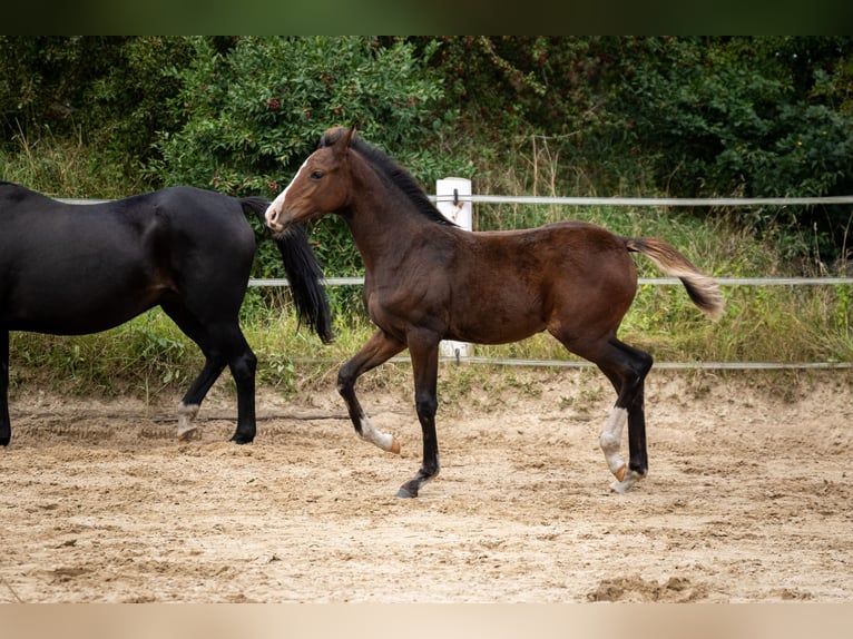 Small German riding horse Mare Foal (05/2025) 15,1 hh Bay-Dark in Oeversee