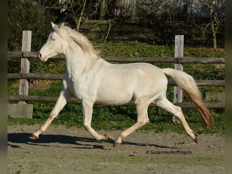 Small German riding horse Mare  15,2 hh Perlino in M&#xF6;rsdorf