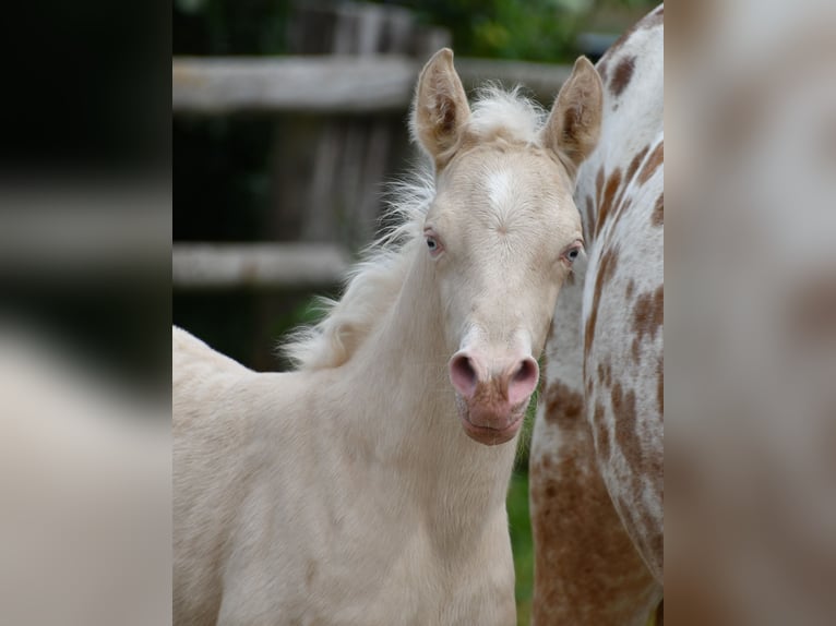 Small German riding horse Mare  15,2 hh Perlino in M&#xF6;rsdorf