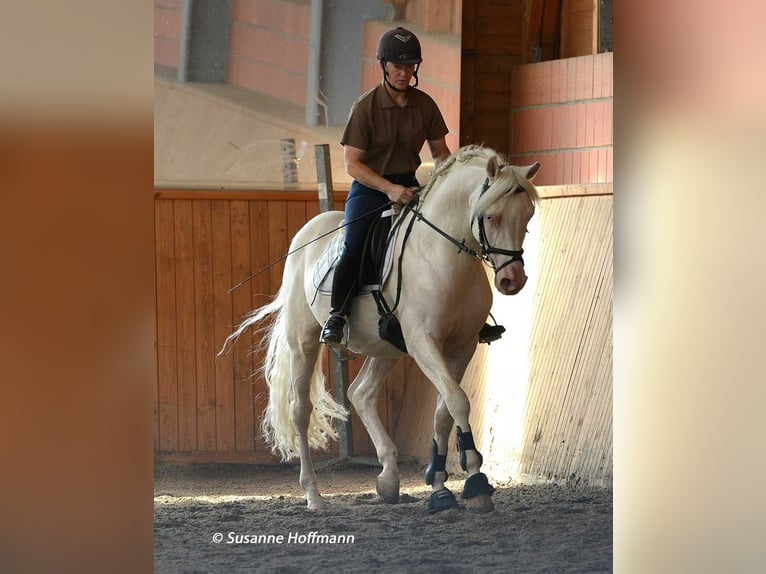 Small German riding horse Mare  15,2 hh Perlino in M&#xF6;rsdorf