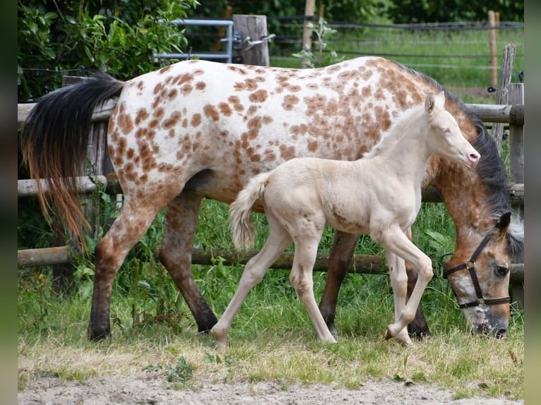 Small German riding horse Mare  15,2 hh Perlino in M&#xF6;rsdorf