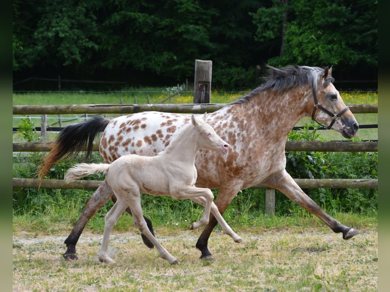 Small German riding horse Mare  15,2 hh Perlino in M&#xF6;rsdorf