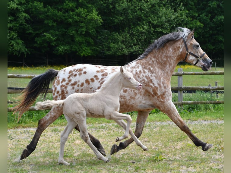 Small German riding horse Mare  15,2 hh Perlino in M&#xF6;rsdorf