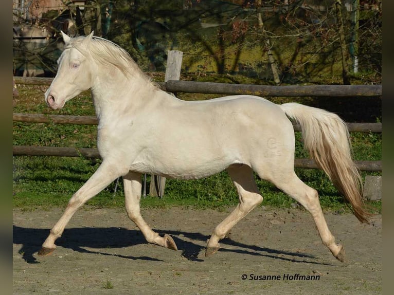 Small German riding horse Mare  15,2 hh Perlino in M&#xF6;rsdorf