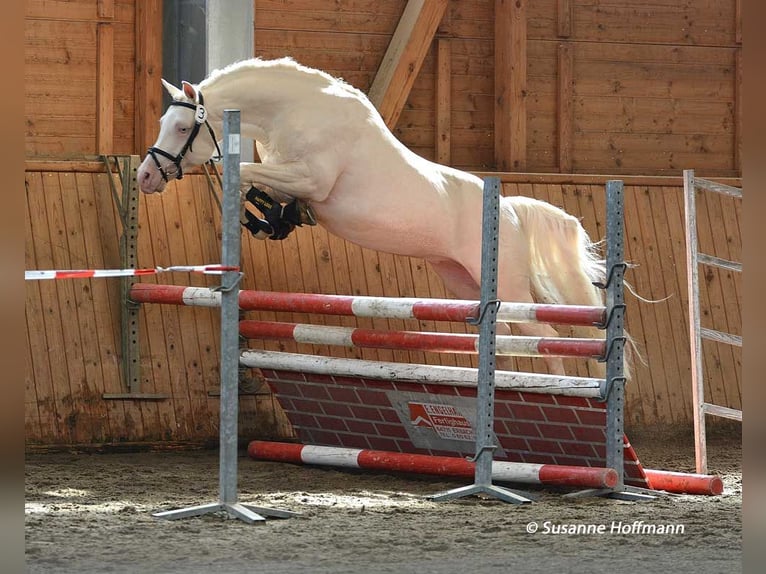 Small German riding horse Mare  15,2 hh Perlino in M&#xF6;rsdorf