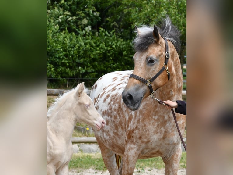 Small German riding horse Mare  15,2 hh Perlino in M&#xF6;rsdorf