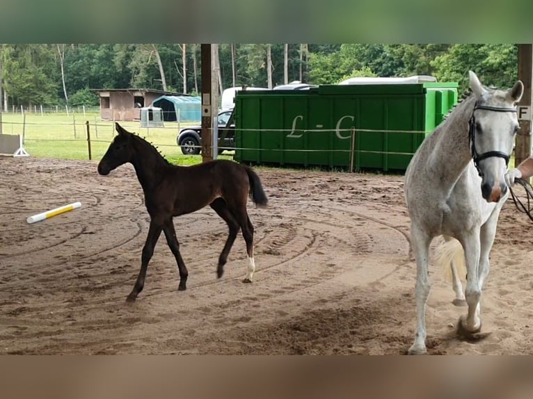 Small German riding horse Mare Foal (04/2025) 15,3 hh Grey-Dark-Tan in Lankau