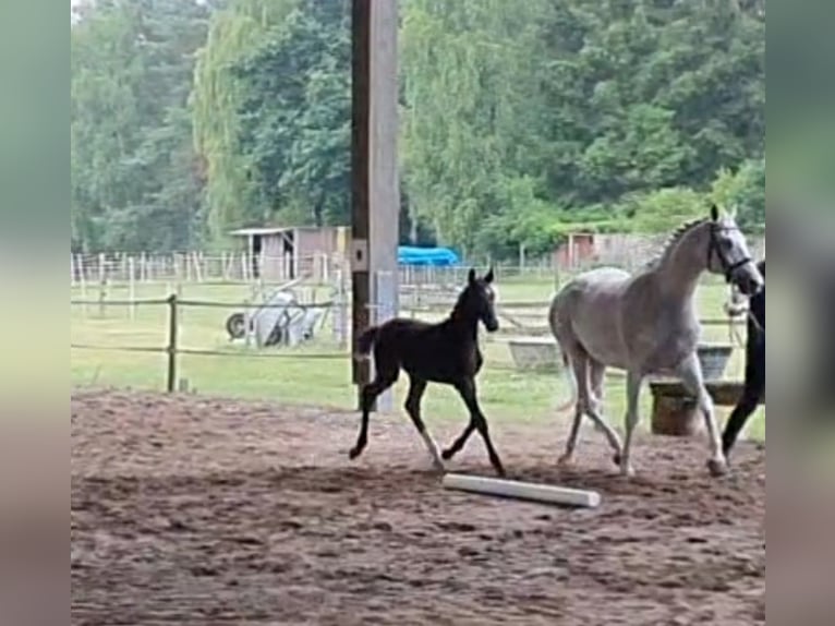 Small German riding horse Mare Foal (04/2025) 15,3 hh Grey-Dark-Tan in Lankau