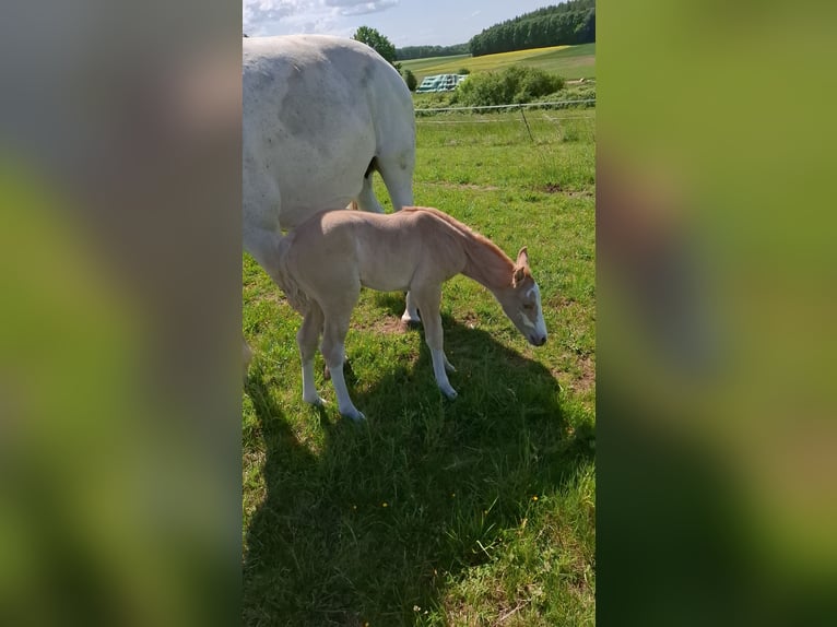 Small German riding horse Mare  16 hh in Reiskirchen