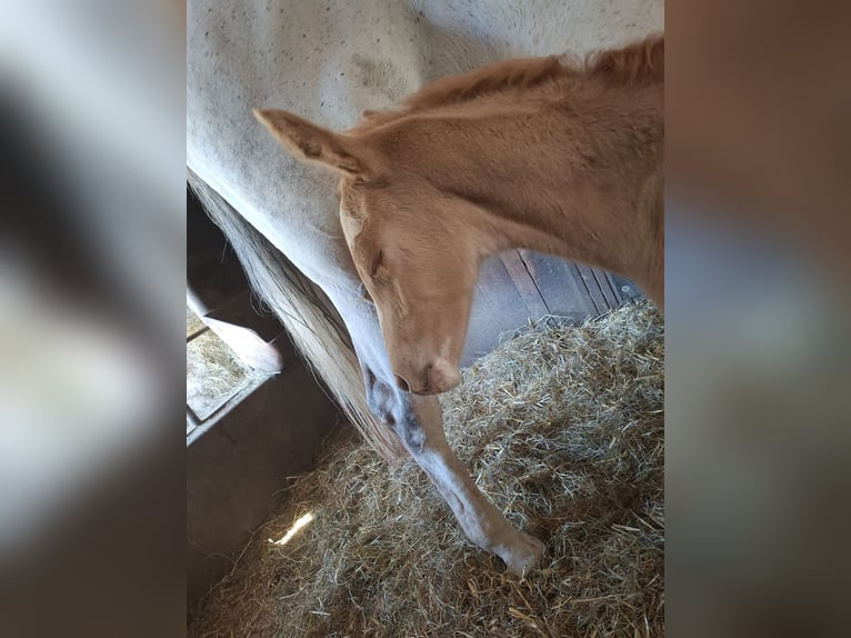 Small German riding horse Mare  16 hh in Reiskirchen