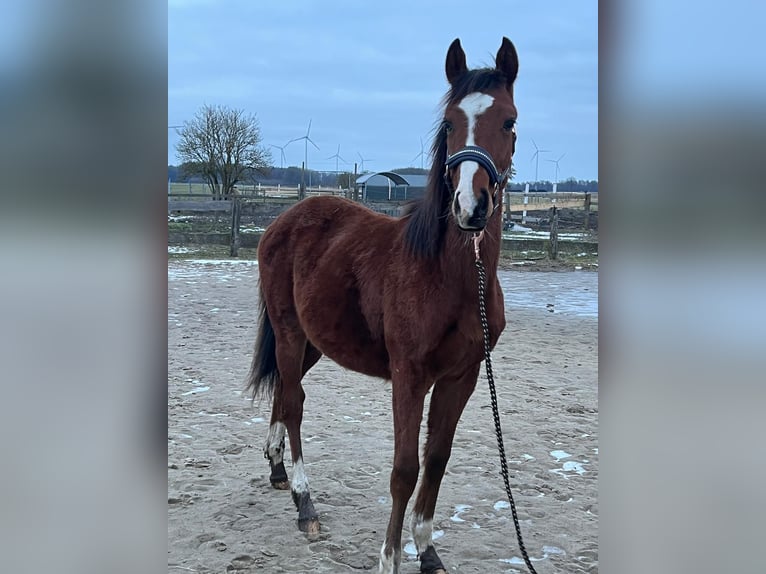 Small German riding horse Stallion 1 year 13 hh Brown in Rodewald
