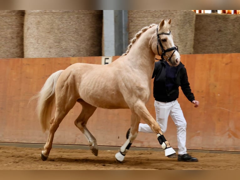 Small German riding horse Stallion 1 year 13 hh Brown in Rodewald