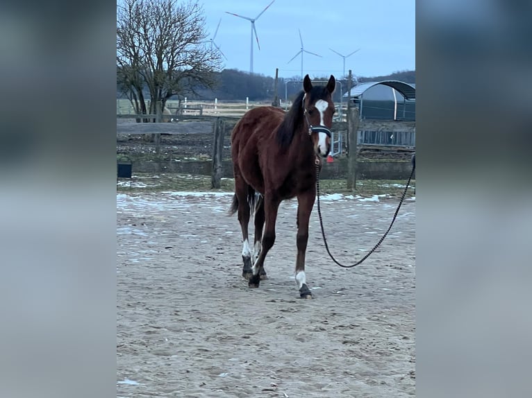 Small German riding horse Stallion 1 year 13 hh Brown in Rodewald