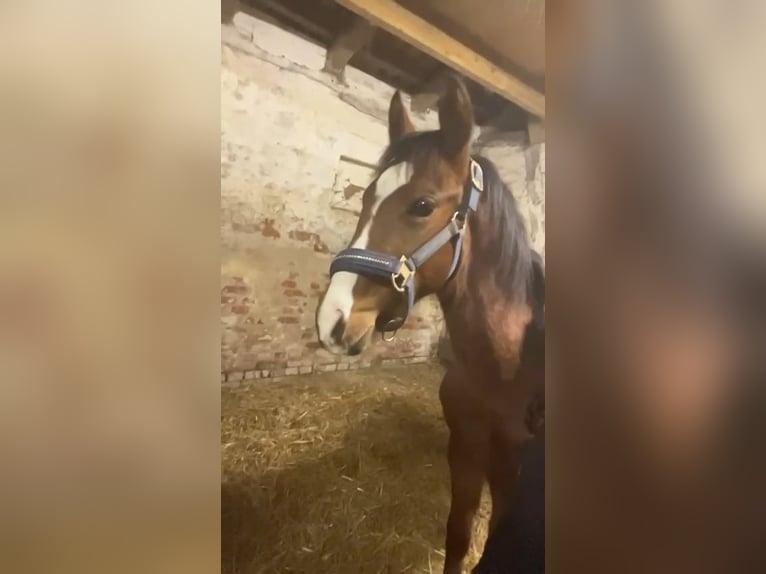 Small German riding horse Stallion 1 year 13,2 hh Brown in Rodewald