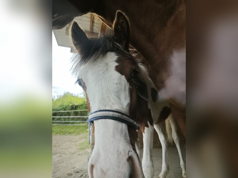 Small German riding horse Mix Stallion 1 year 13,2 hh Pinto in Bad Oldesloe