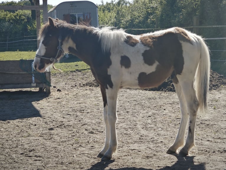 Small German riding horse Mix Stallion 1 year 13,2 hh Pinto in Bad Oldesloe