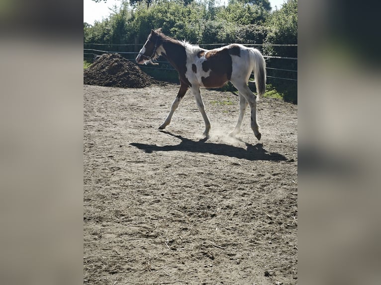Small German riding horse Mix Stallion 1 year 13,2 hh Pinto in Bad Oldesloe