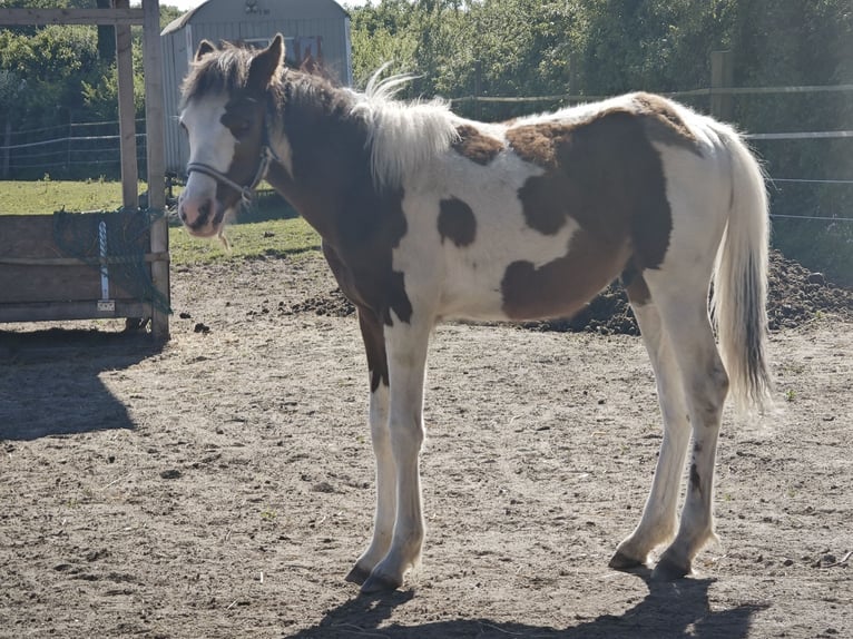 Small German riding horse Mix Stallion 1 year 13,2 hh Pinto in Bad Oldesloe