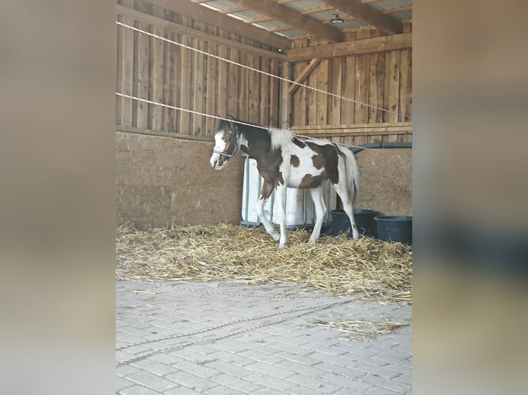 Small German riding horse Mix Stallion 1 year 13,2 hh Pinto in Bad Oldesloe