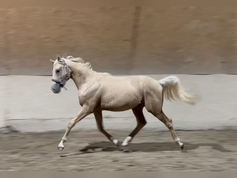 Small German riding horse Stallion 1 year 15,1 hh Palomino in Wehringen