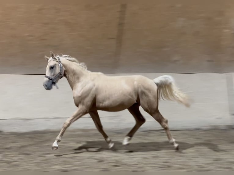 Small German riding horse Stallion 1 year 15,1 hh Palomino in Wehringen