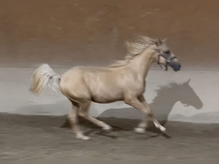 Small German riding horse Stallion 1 year 15,1 hh Palomino in Wehringen