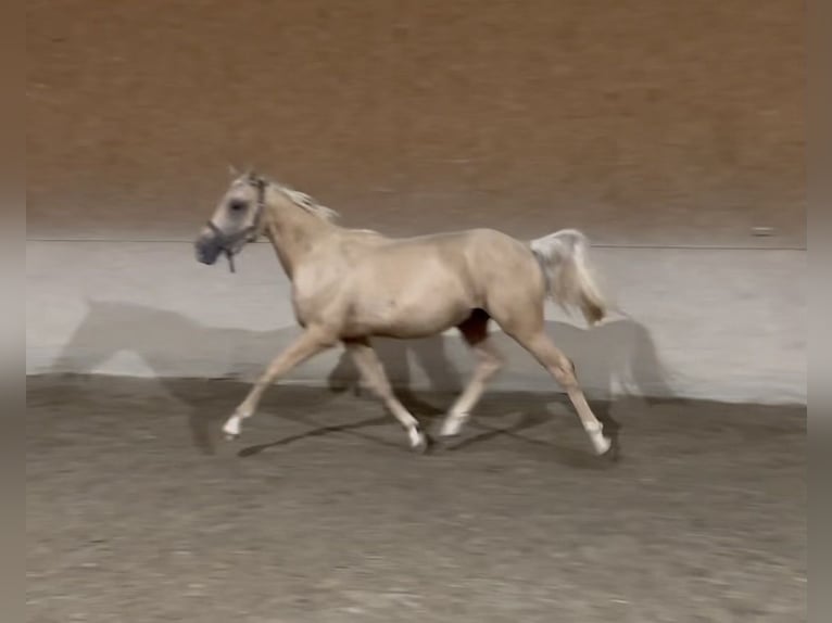 Small German riding horse Stallion 1 year 15,1 hh Palomino in Wehringen