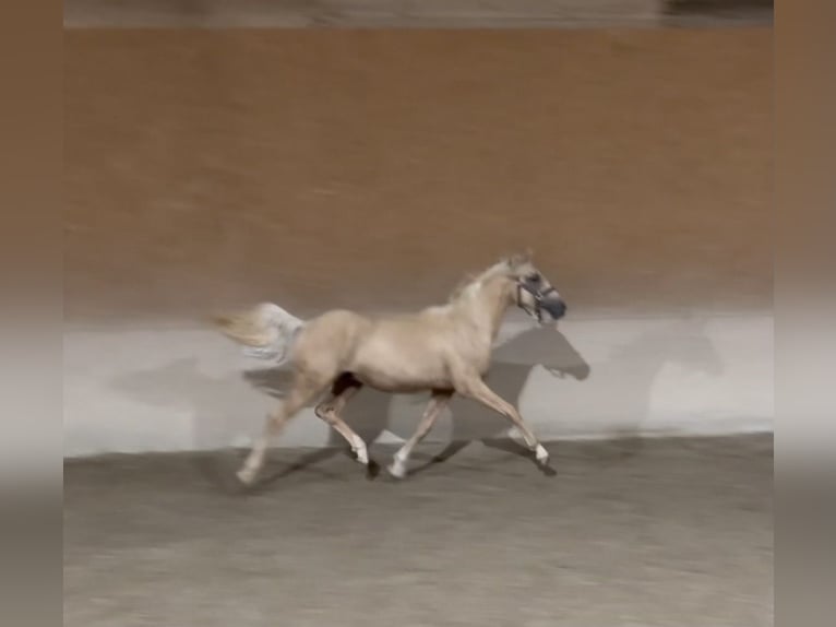 Small German riding horse Stallion 1 year 15,1 hh Palomino in Wehringen