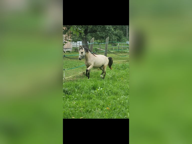 Small German riding horse Stallion 2 years 11,2 hh Dun in Wangen im Allgäu
