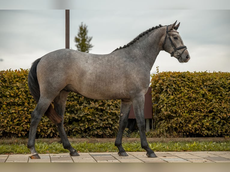 Small German riding horse Stallion 2 years 15.1 hh Grey in Gomadingen