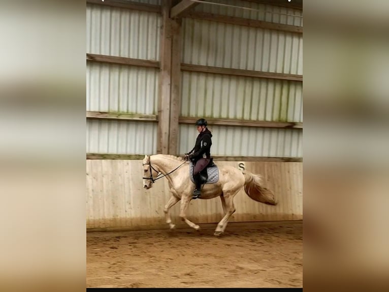 Small German riding horse Stallion 4 years 15,3 hh Palomino in Adelshofen