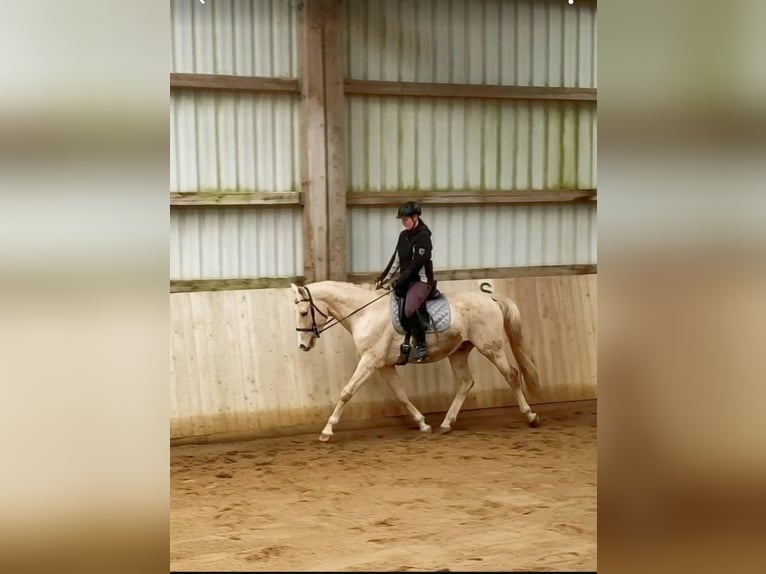 Small German riding horse Stallion 4 years 15,3 hh Palomino in Adelshofen