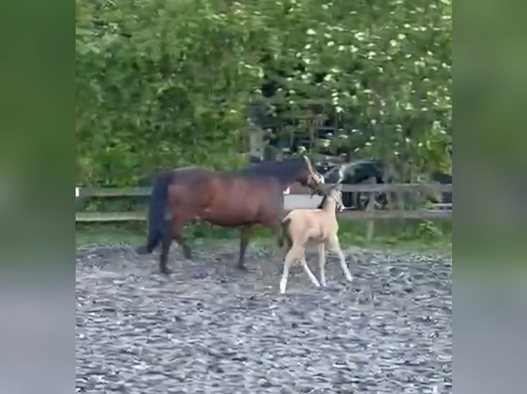 Small German riding horse Stallion Foal (04/2026) 15.1 hh Buckskin in Nievern